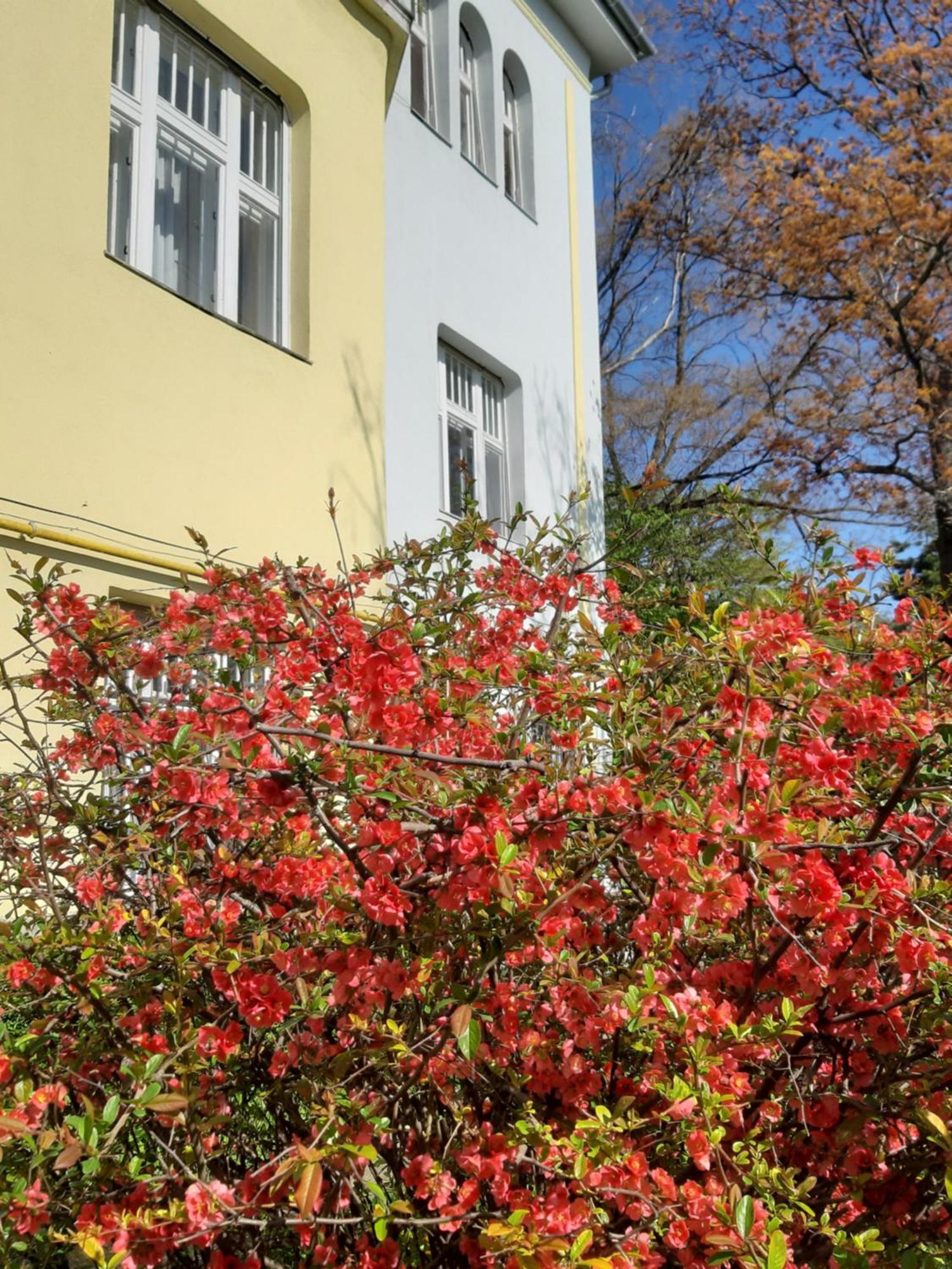Green Hill Apartment Budapest Eksteriør billede